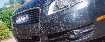 WD-40 on your car paint