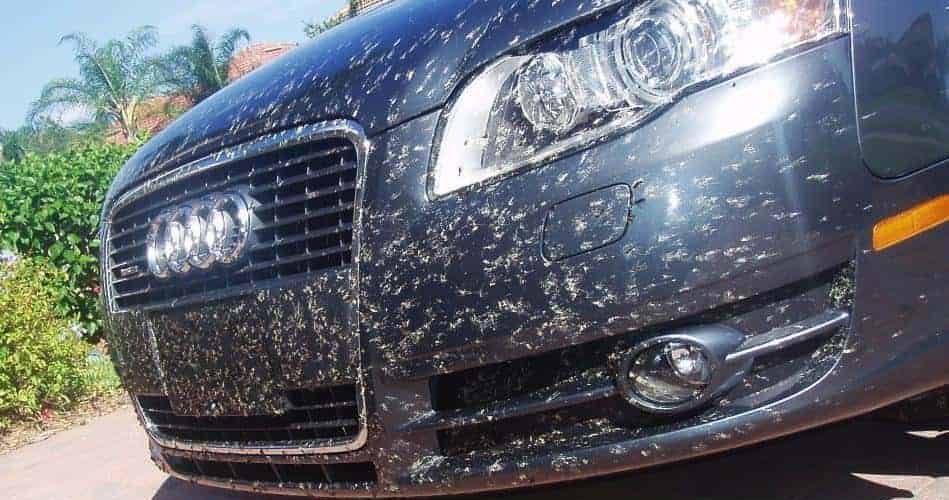 WD-40 on your car paint