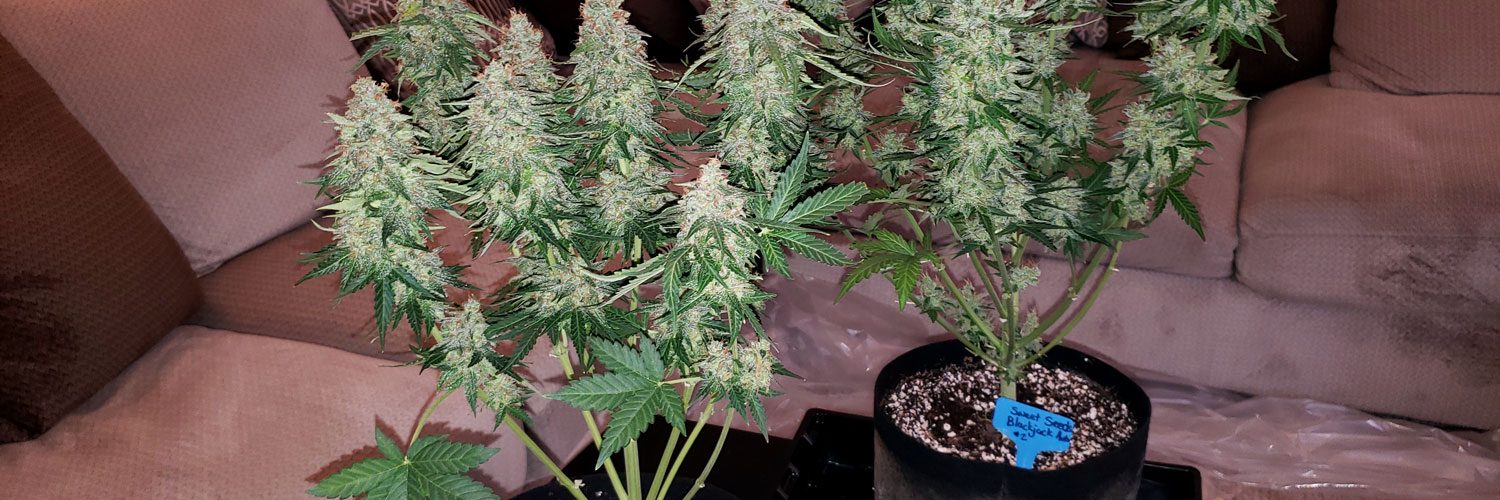 autoflower