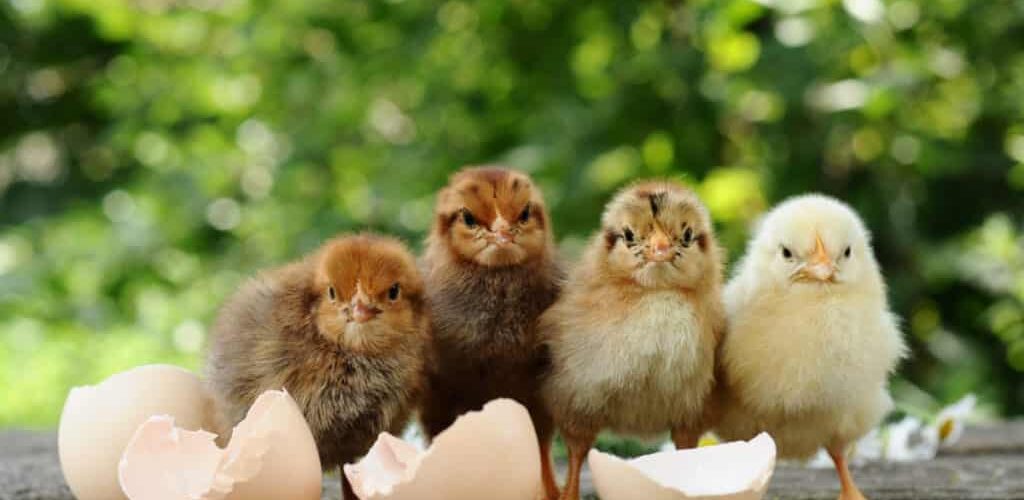 Chicken Catcher