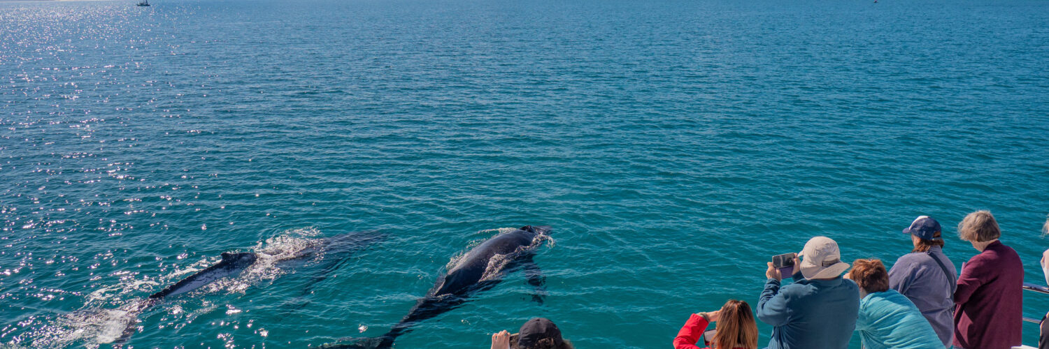 Whaledown Reddit