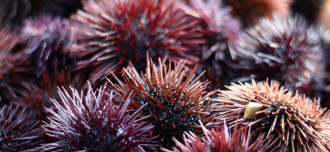 How to Keep a Sea Urchin Pet - Trending blog Post