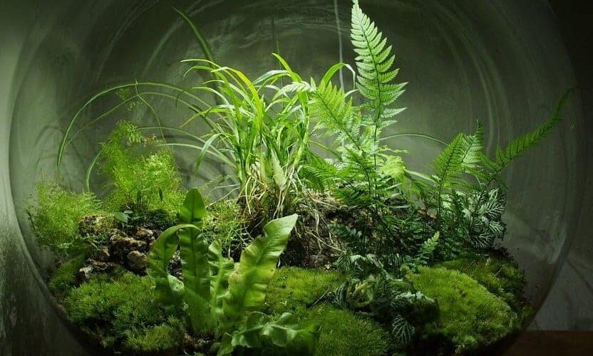 Hal Enhanced Biomes