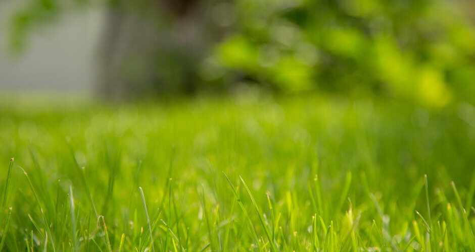 bermuda grass diseases