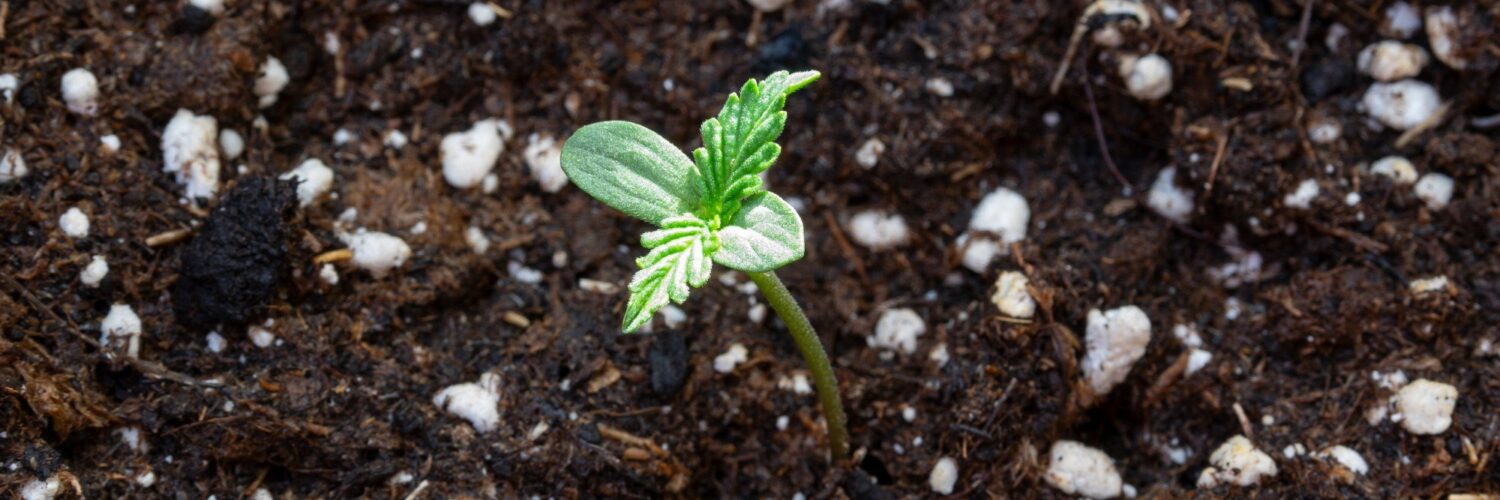 best soil to grow cannabis