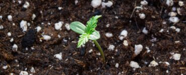 best soil to grow cannabis