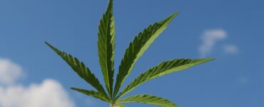 cannabis grower supplies