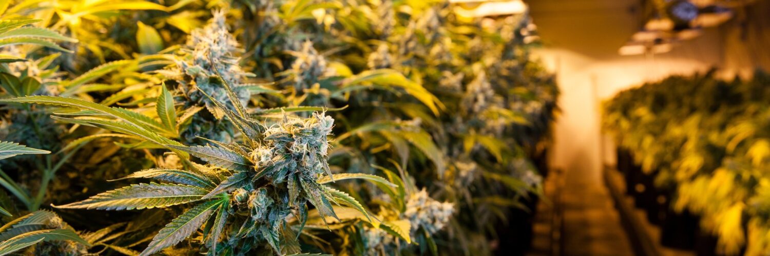 marijuana grow tent