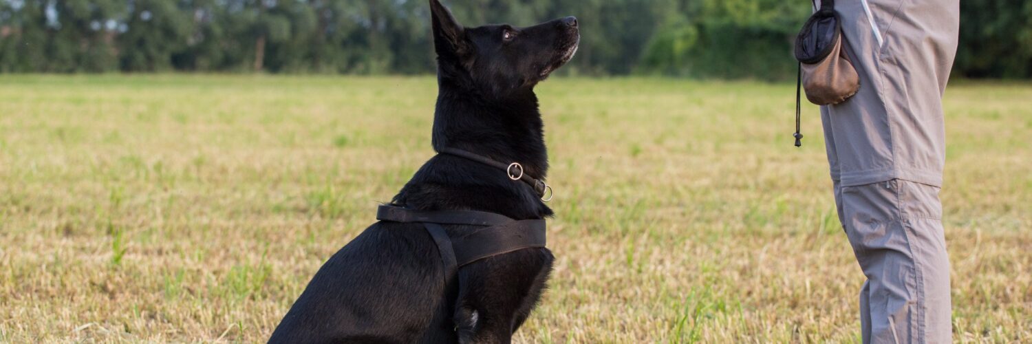 private dog training lessons