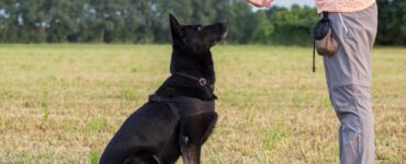 private dog training lessons