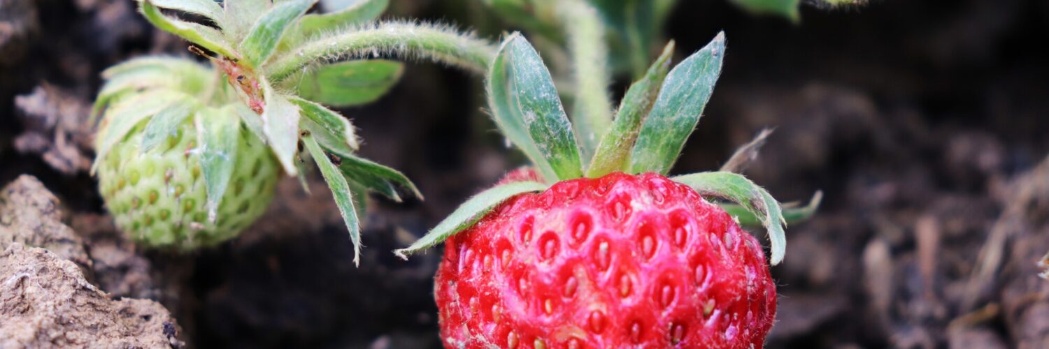 strawberry crumble recipe