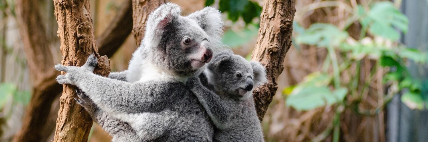 endangered animals in africa