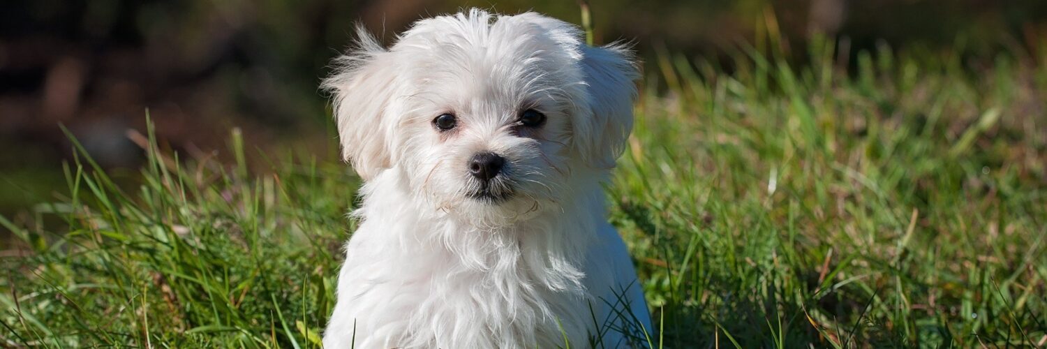 fluffy small dog breeds