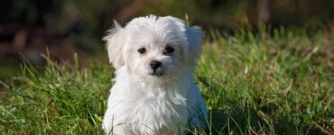 fluffy small dog breeds