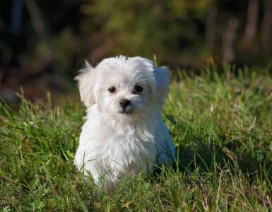 fluffy small dog breeds