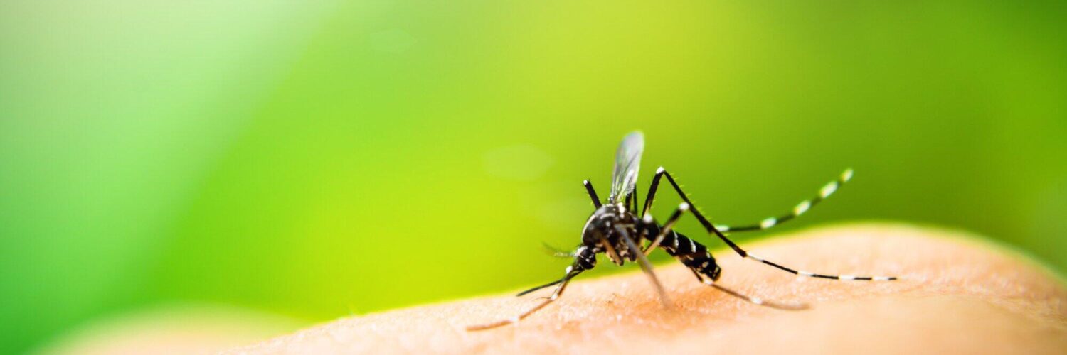 mosquito infestation