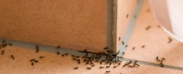 signs of pest infestation