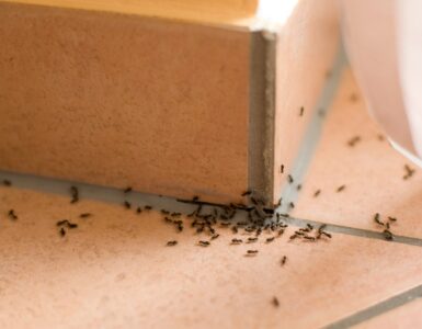 signs of pest infestation