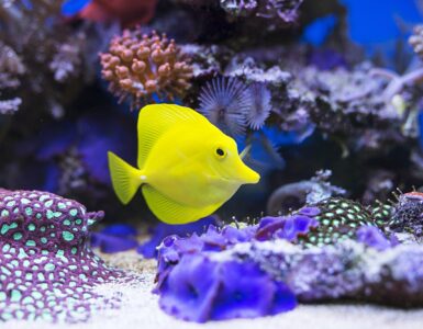 saltwater tanks for beginners